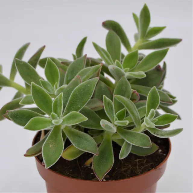 pasiora-echeveria-pulvinata-ruby-blush-13cm-topf image 1