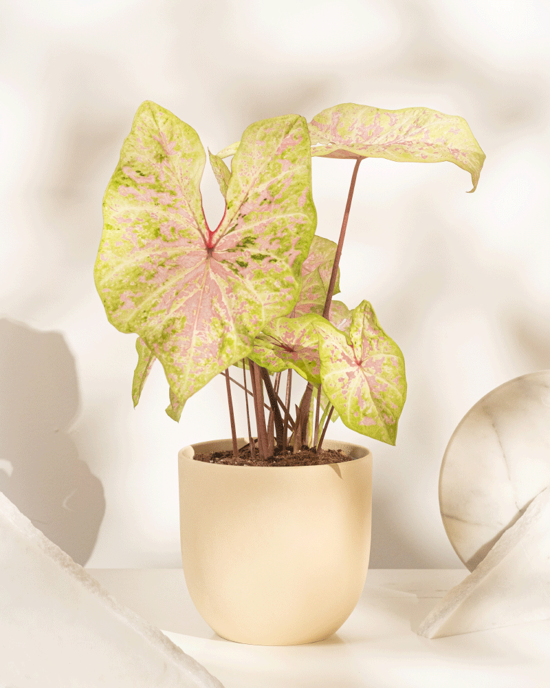 feey-caladium-seafoam-pink-zimmerpflanze-rosa-gr-n-mittel image 7