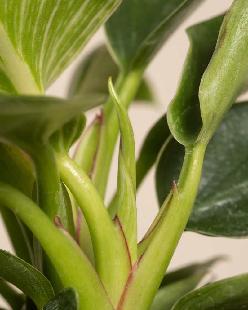 feey-babypflanzen-trio-philodendron-gloriosum-white-measure-red-sun image 2