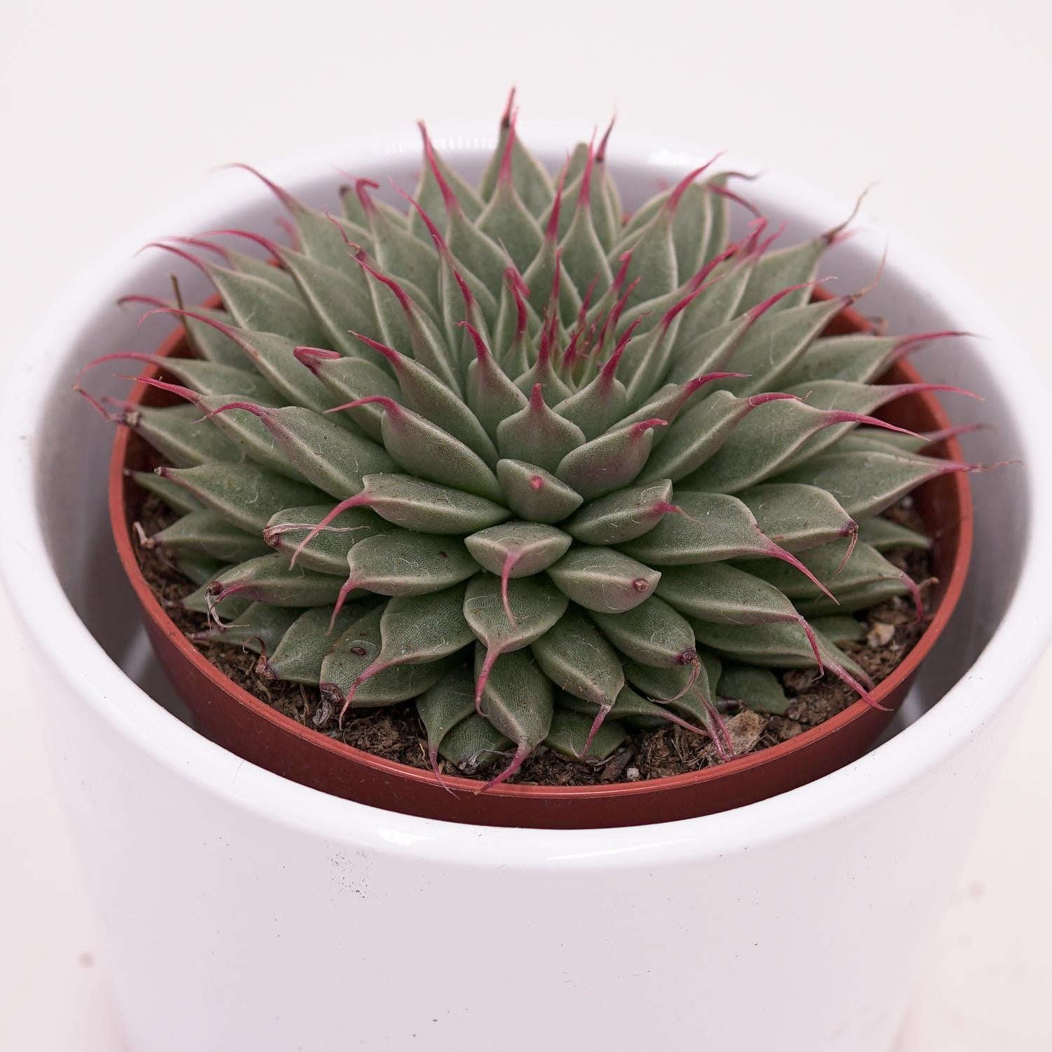 pasiora-graptopetalum-filiferum-rosetten-sukkulente-8-5-cm image 1