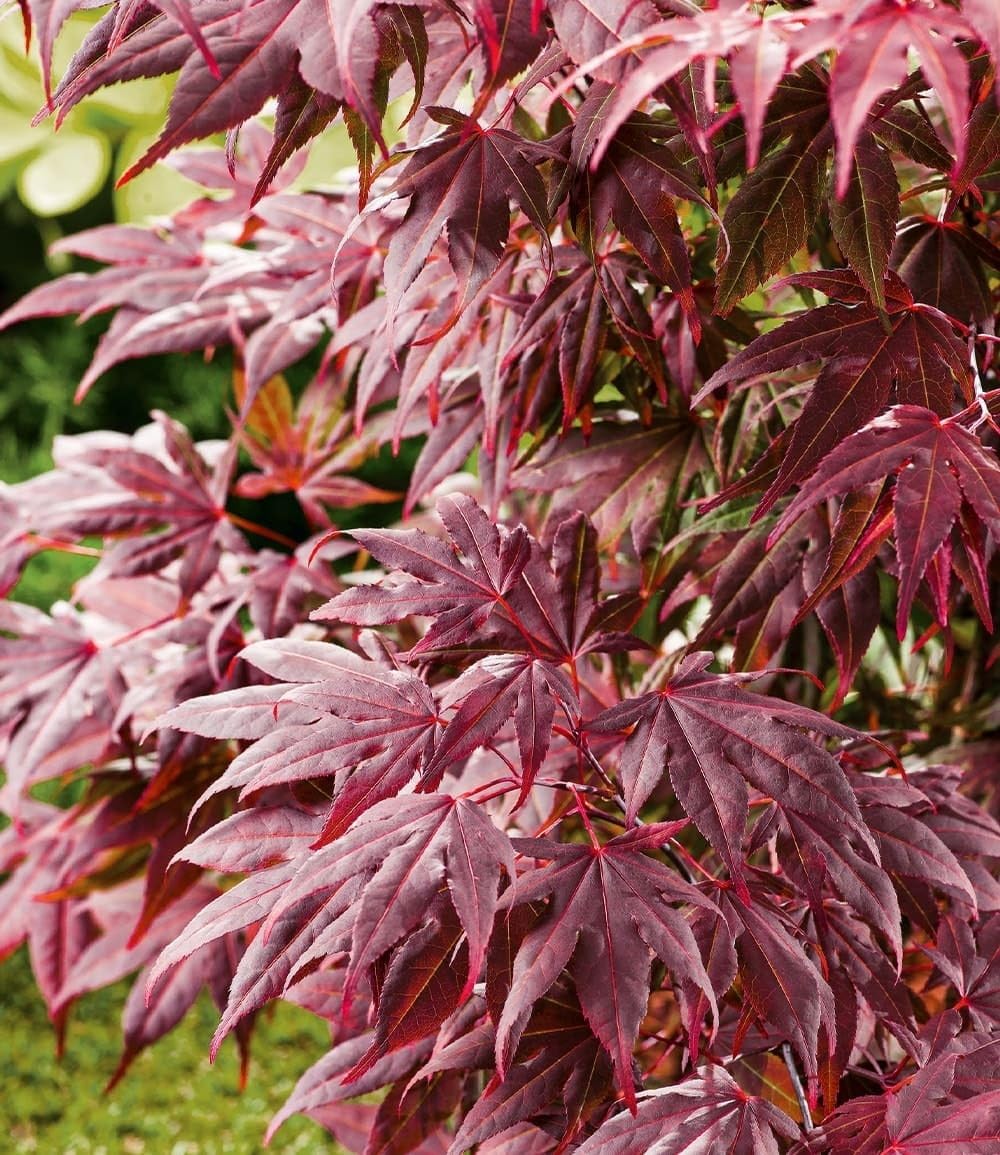 baldur-garten-japanischer-ahorn-burgund-im-12-cm-topf image 4