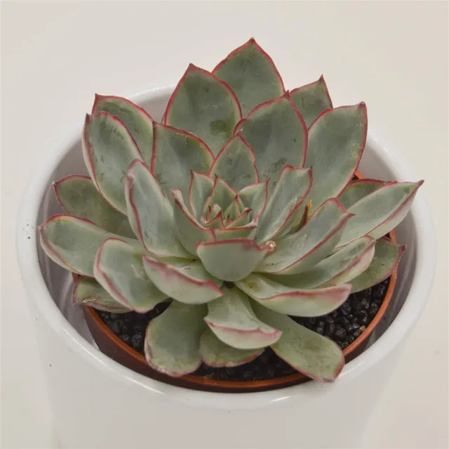 pasiora-echeveria-moonshine-sukkulente-8-5cm-topf image 1