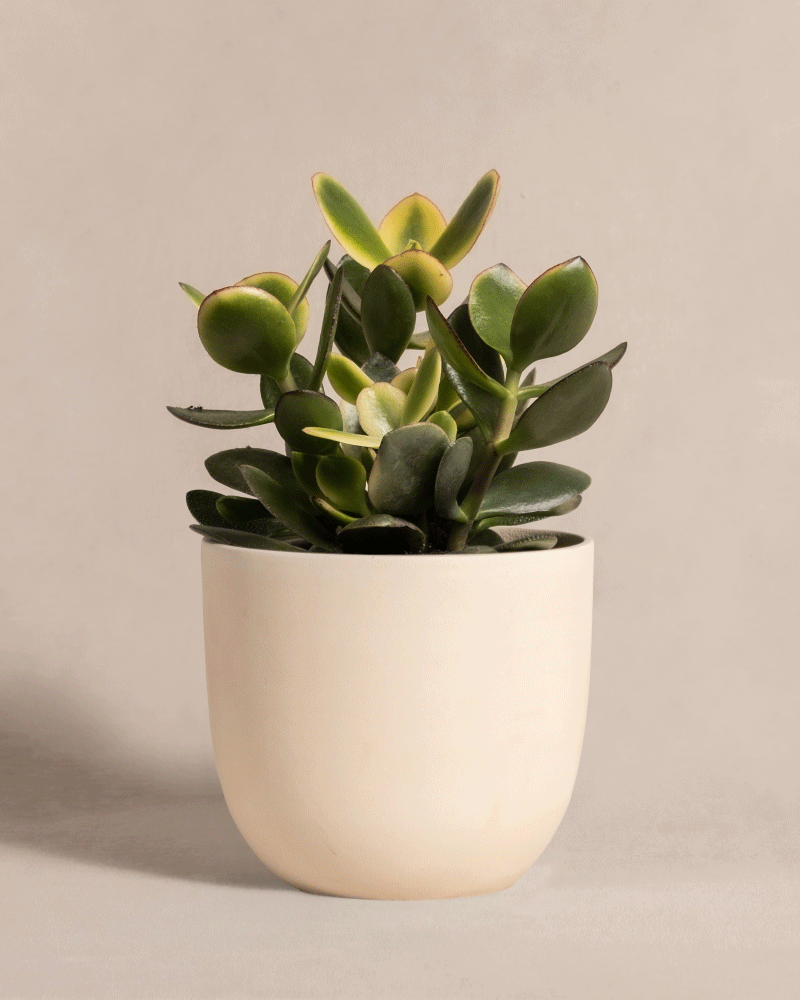 feey-geldbaum-panaschiert-crassula-ovata-topf-14 image 6
