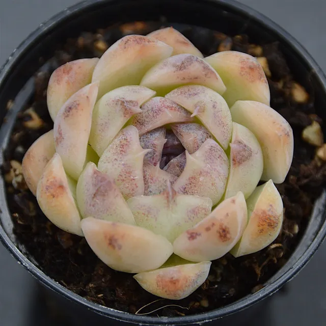 pasiora-echeveria-purple-rice-sukkulente-rarit-t-indoor image 1