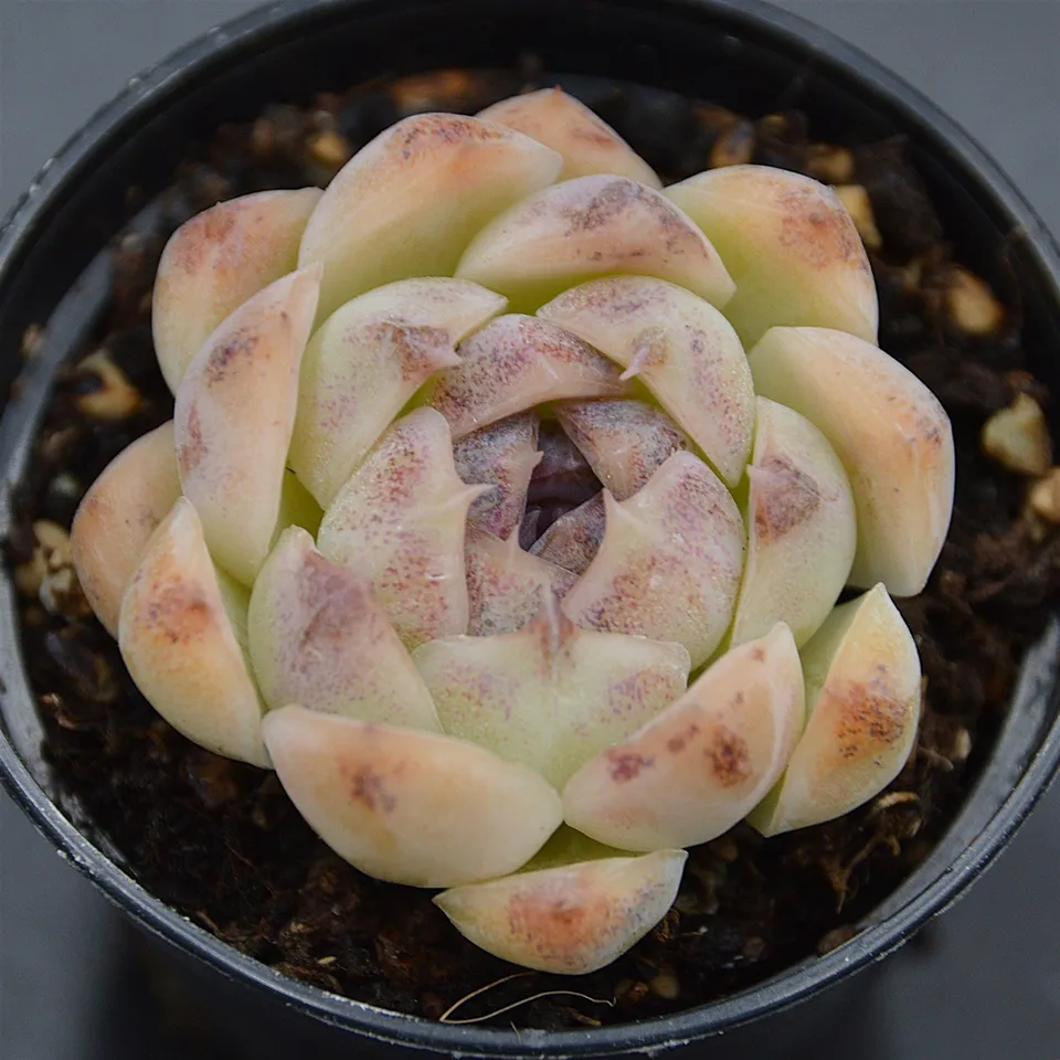 pasiora-echeveria-purple-rice-sukkulente-rarit-t-indoor image 1