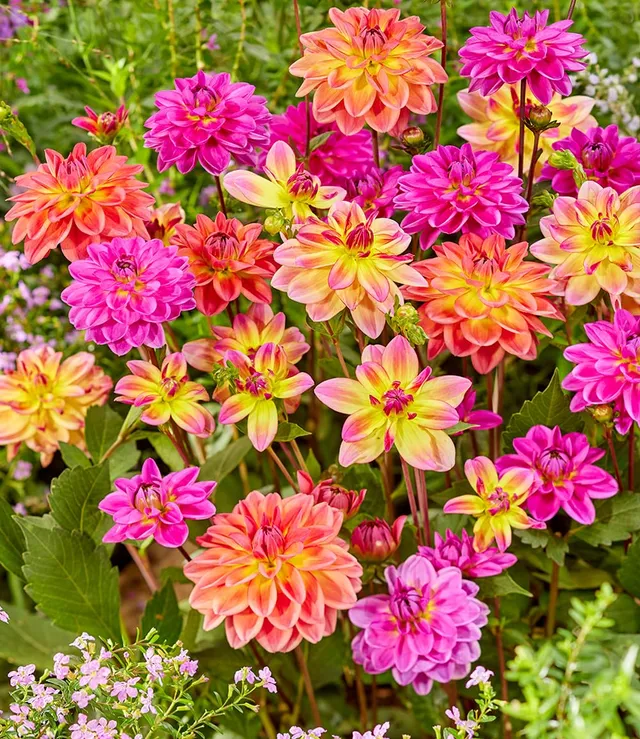 baldur-garten-dahlien-mix-pacific-3-knollen-gr-e-i image 1