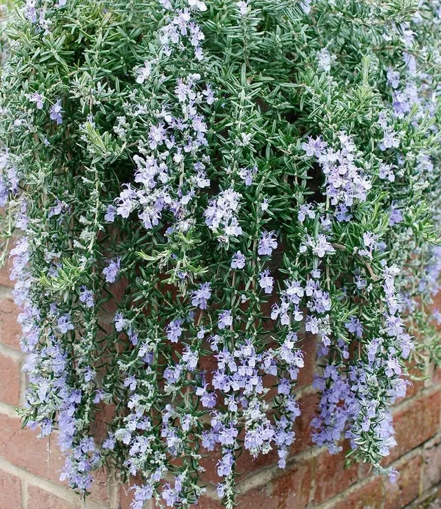 baldur-garten-h-nge-rosmarin-blue-cascade-im-9x9-cm-topf image 1