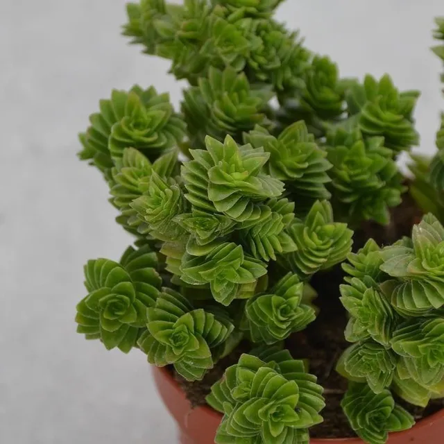 pasiora-crassula-estagnol-hybrid-8-5-cm-topf image 1