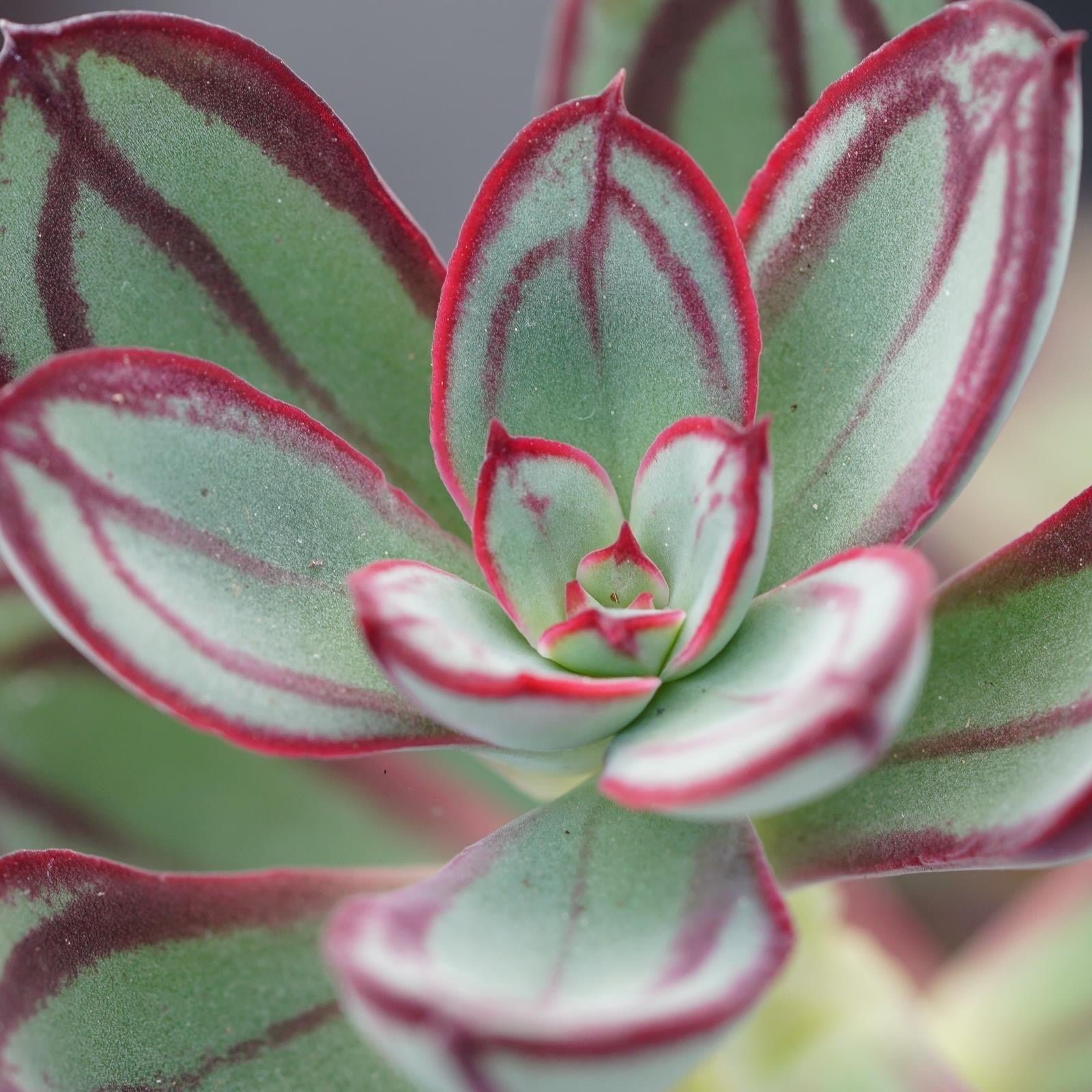 pasiora-echeveria-nodulosa-sukkulente-14-cm image 2