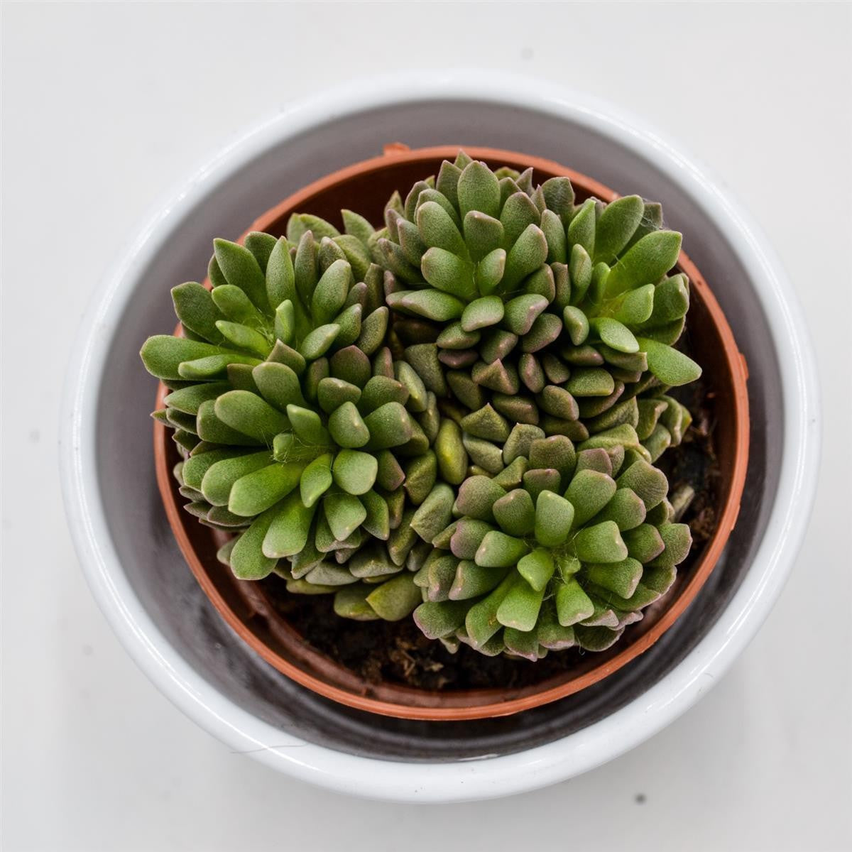 pasiora-anacampseros-marlothii-sukkulente-8-5-cm-topf image 1