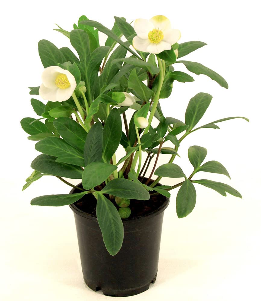 baldur-garten-wei-e-christrose-helleborus-niger-12-cm-topf image 2