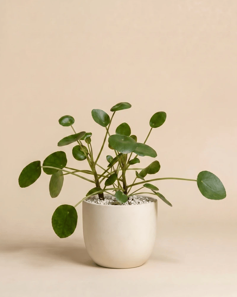 feey-ufopflanze-pilea-peperomioides-hydro image 6