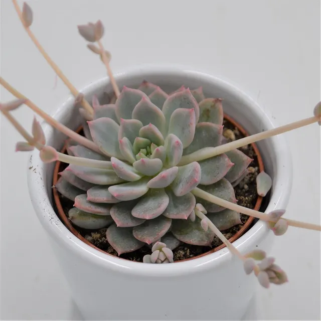 pasiora-echeveria-prolifica-sukkulente-6-cm-topf image 1