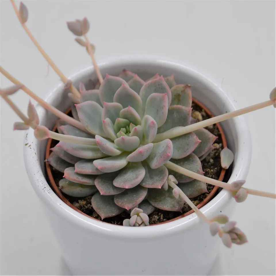 pasiora-echeveria-prolifica-sukkulente-6-cm-topf image 1