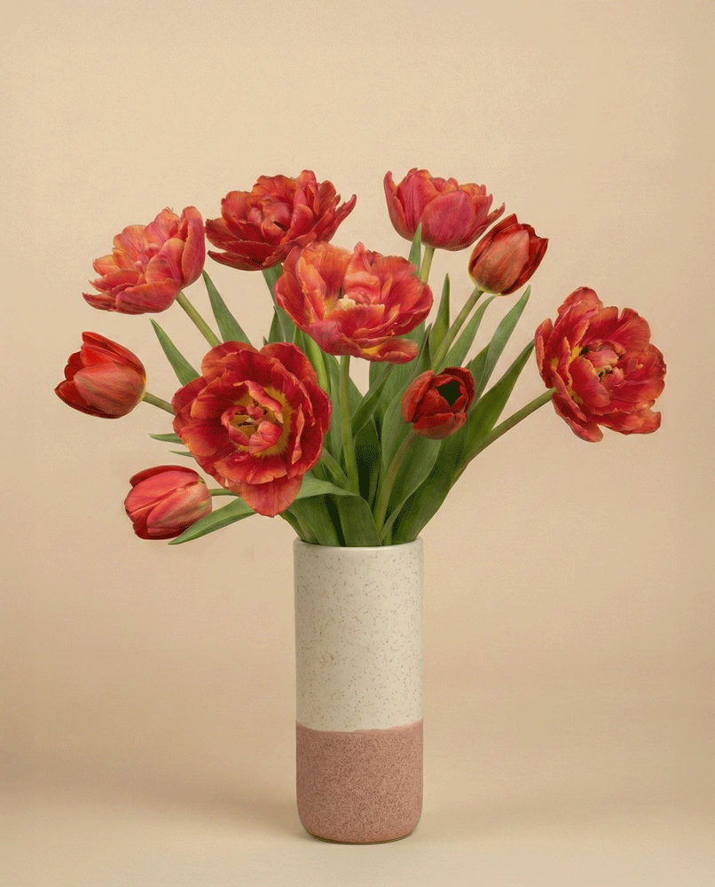 feey-tulpen-herzklopfen-tiefrot-holland image 4