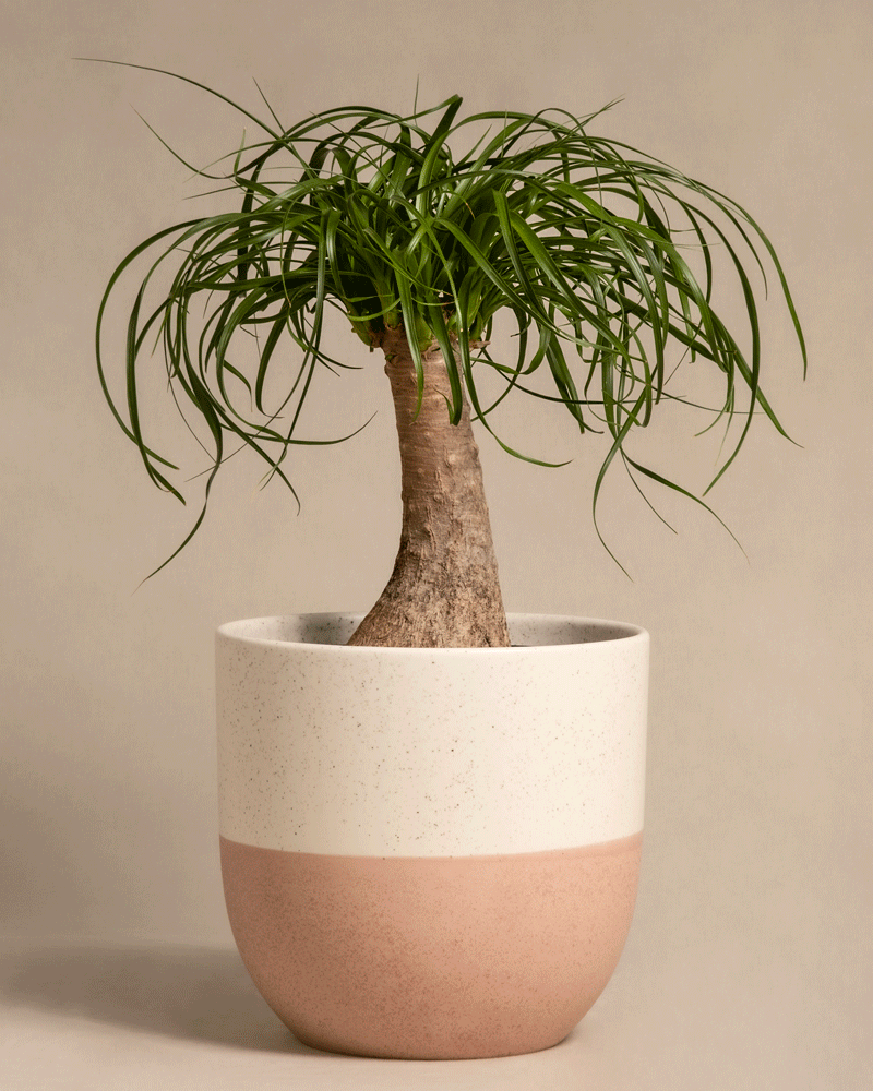 feey-elefantenfu-beaucarnea-recurvata-mittel image 5