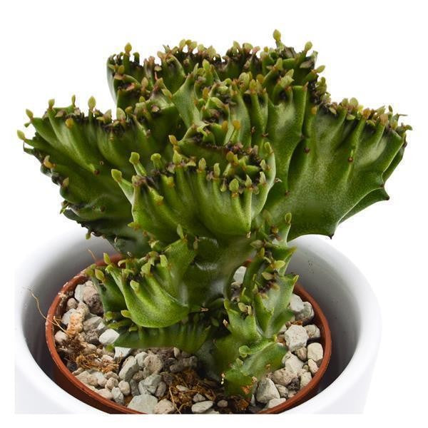 pasiora-euphorbia-lactea-cristata-kamm-wolfsmilch-5-5-cm-topf image 1