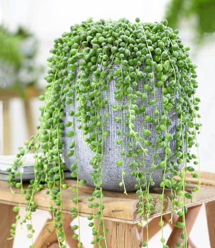 baldur-garten-erbsenpflanze-senecio-rowleyanus-perlenschnur-im-12-cm-topf image 3