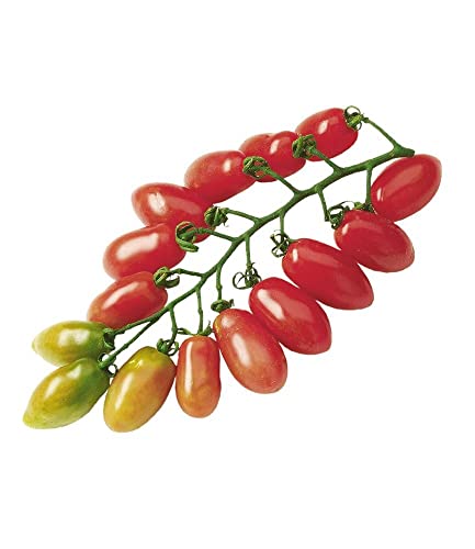 baldur-garten-trilly-f1-pflaumen-tomate-2-pflanzen image 7