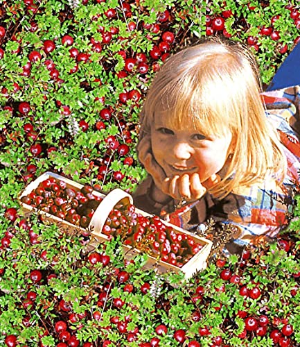 baldur-garten-cranberry-beere-moosbeere-3x-im-9x9-cm-topf image 8