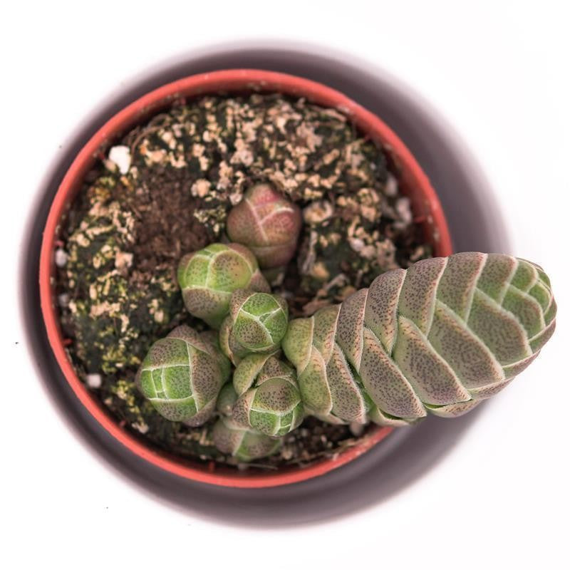 pasiora-crassula-barklyi-sukkulente-5-5cm-topf image 2