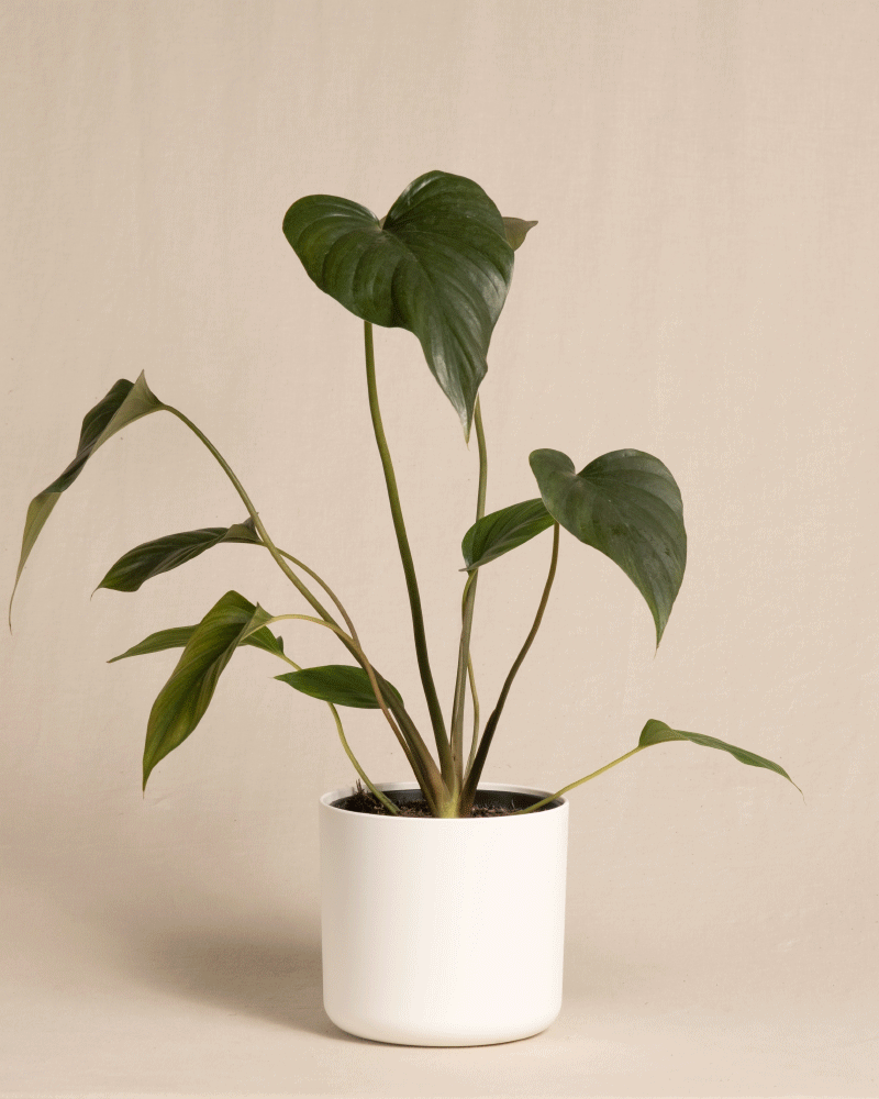 feey-homalomena-rubescens-black-zimmerpflanze-im-topf image 7