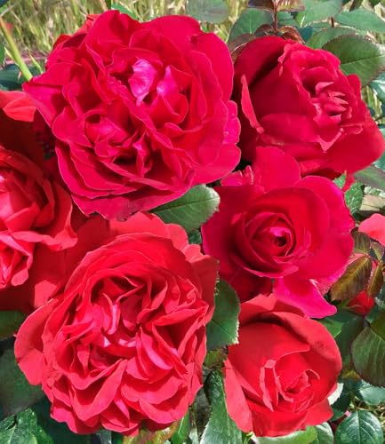 baldur-garten-parfum-rose-rose-clos-vougeot-1-pflanze-wurzelnackt image 3