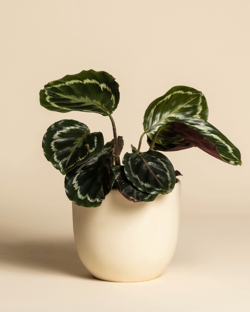 feey-calathea-roseopicta-klein-korbmarante image 6