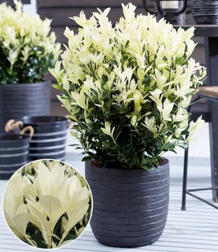 baldur-garten-euonymus-himalaya-2-liter-topf image 5