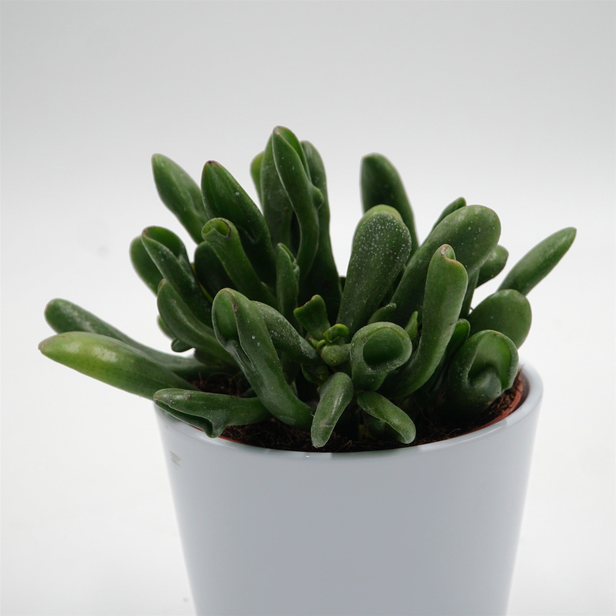 pasiora-crassula-ovata-horn-tree-dickblatt-12cm image 2