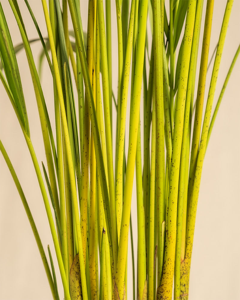 feey-goldfruchtpalme-xl-areca-palme-dypsis-lutescens-zimmerpalme image 5