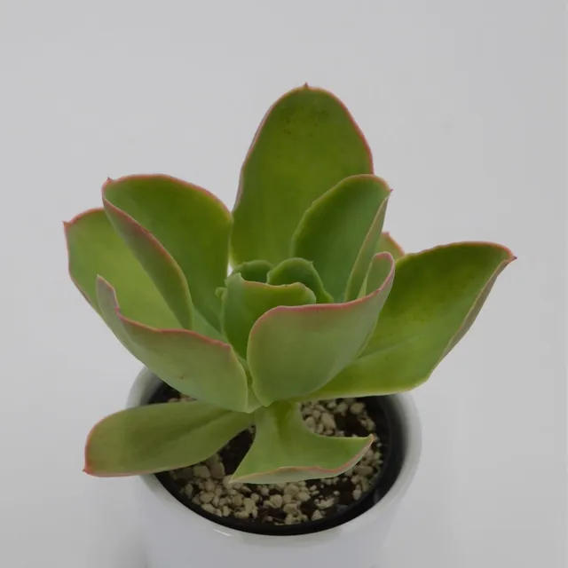 pasiora-echeveria-pallida-sukkulente-9cm-topf image 1