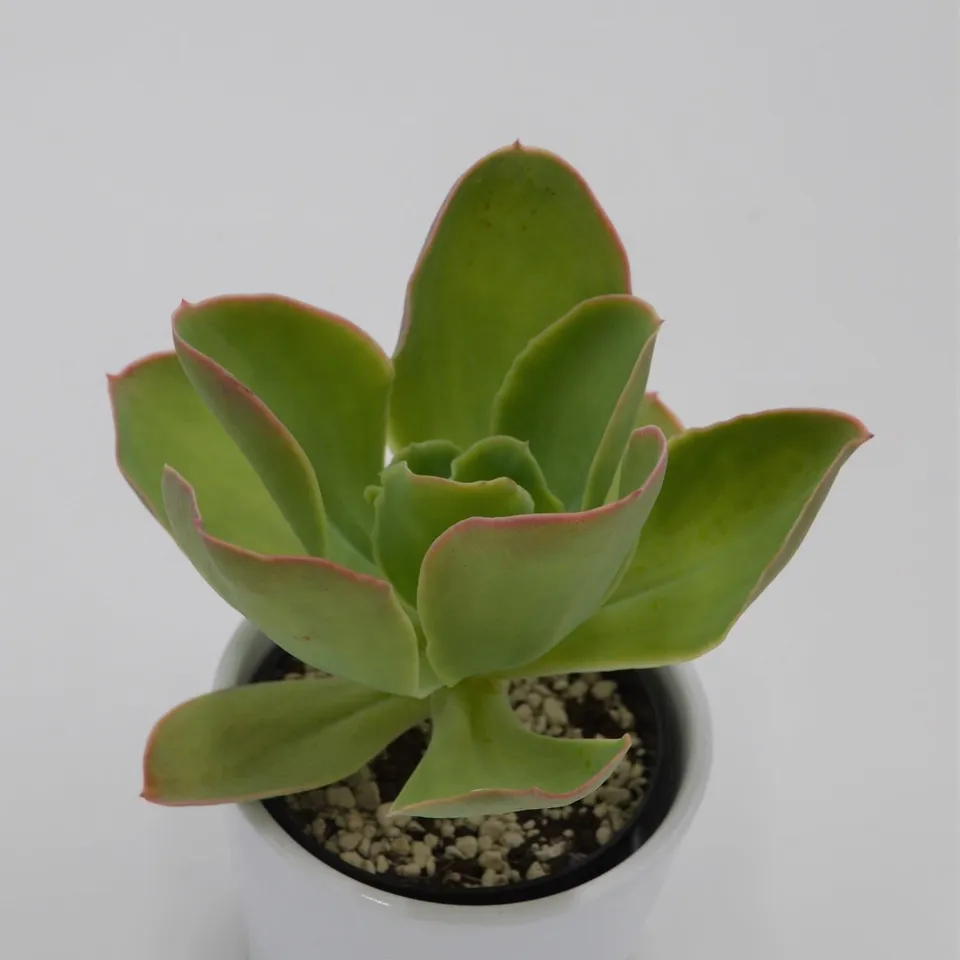 pasiora-echeveria-pallida-sukkulente-9cm-topf image 1