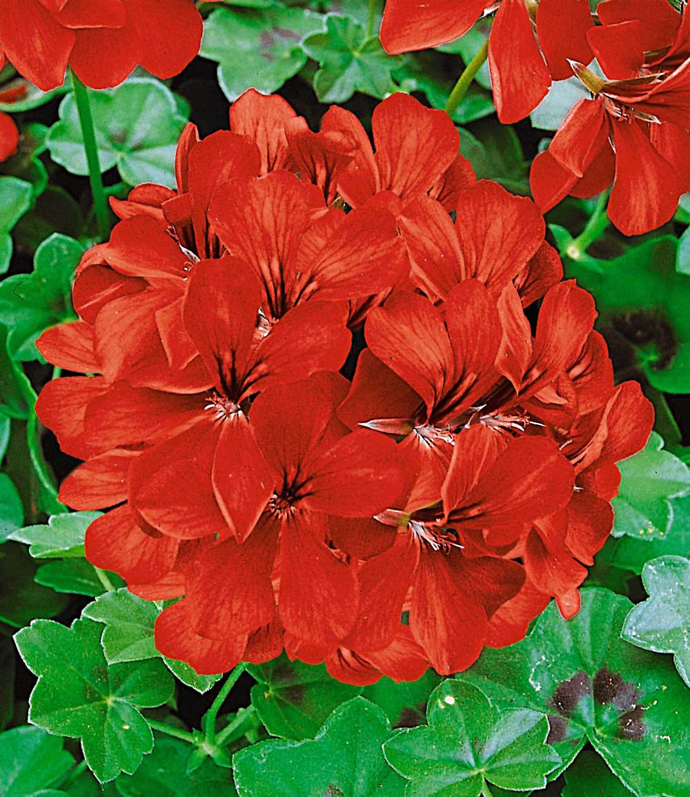 baldur-garten-tiroler-h-nge-geranien-12er-kollektion-10-5-cm-topf image 2