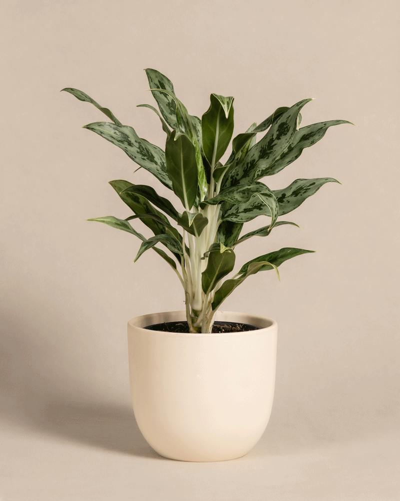 feey-aglaonema-greyhound-zimmerpflanze-kolbenfaden image 6