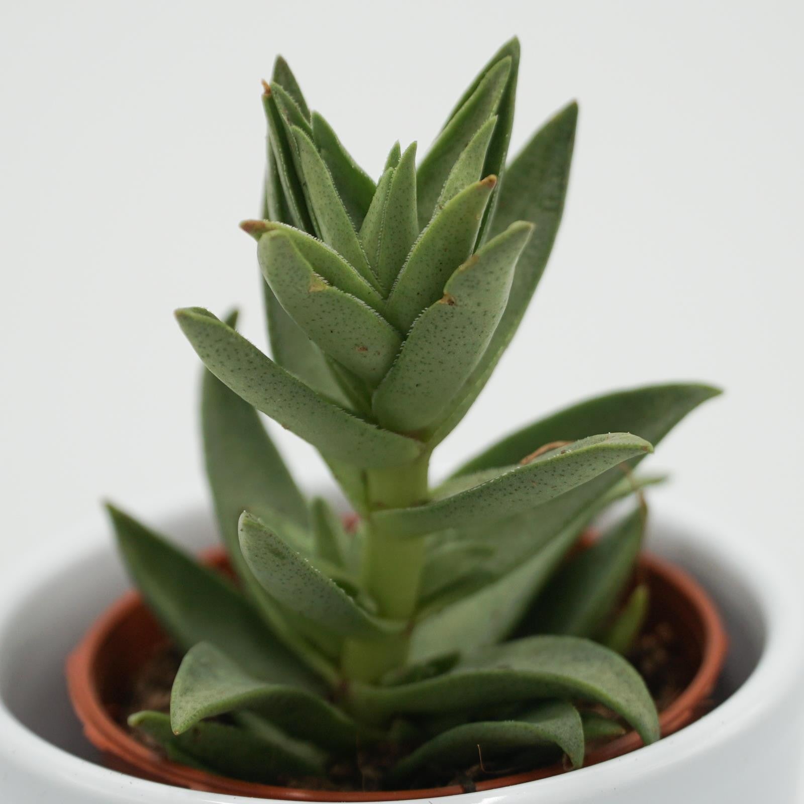 pasiora-crassula-capitella-sharktooth-sukkulente-5-5cm image 1