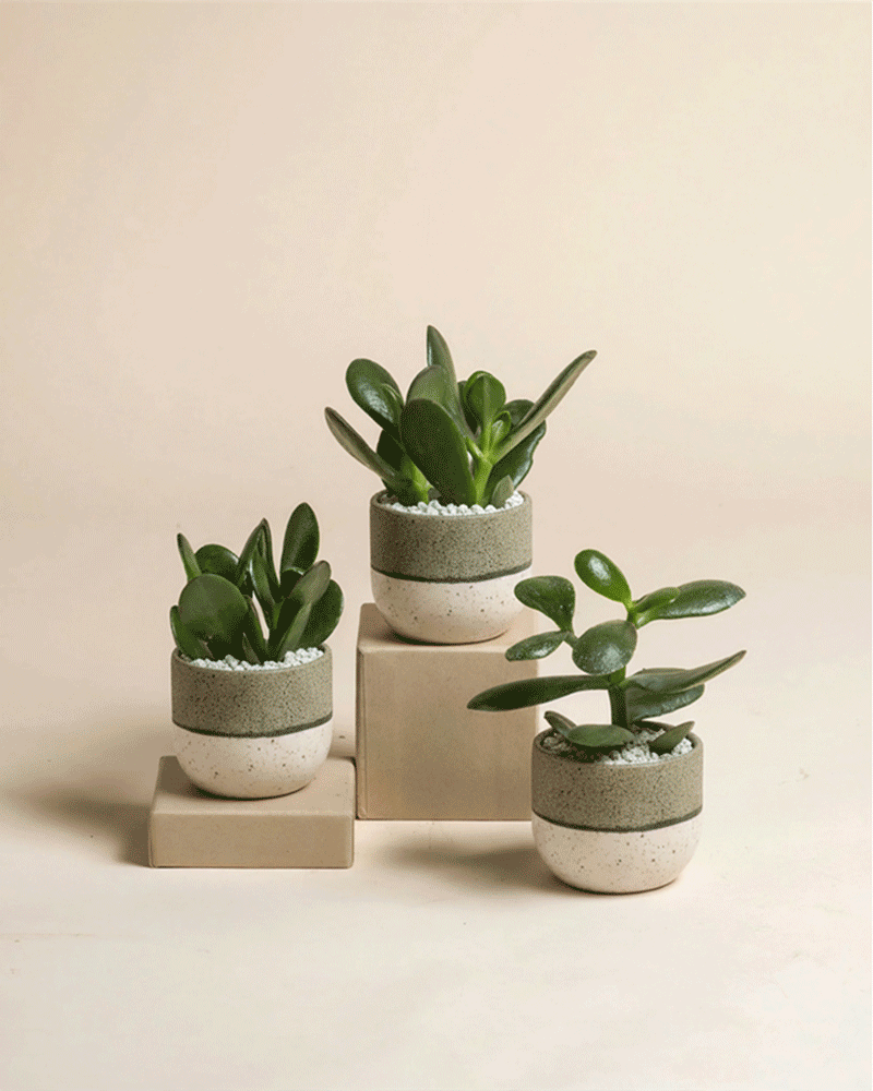 feey-baby-geldbaum-3er-set-crassula-ovata-zimmerpflanze image 5