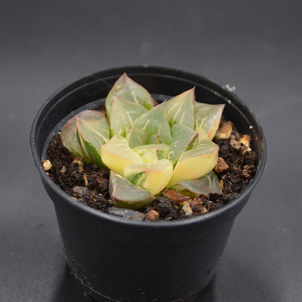 pasiora-haworthia-magnifica-f-variegata-rarit-t-einzelst-ck image 1