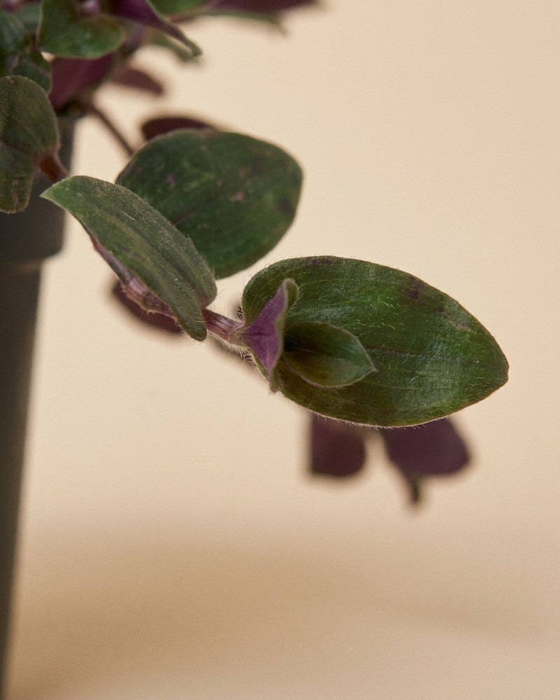 feey-tradescantia-bunny-bellies-dreimasterblume-hydro-zimmerpflanze image 4