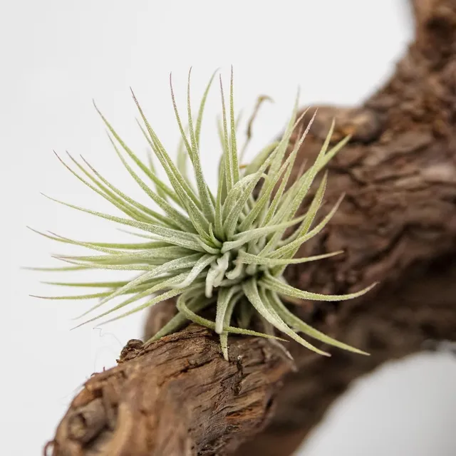 pasiora-tillandsia-ionantha-var-ionantha-luftnelke image 1