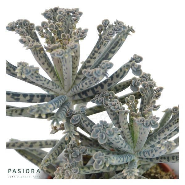 pasiora-kalanchoe-tubiflora-sukkulente-6cm-topf image 3