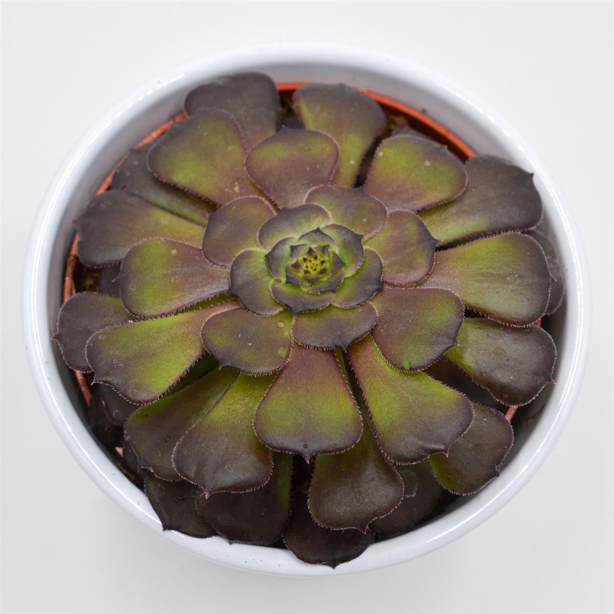pasiora-aeonium-arboreum-velours-10-5-cm-topf image 1