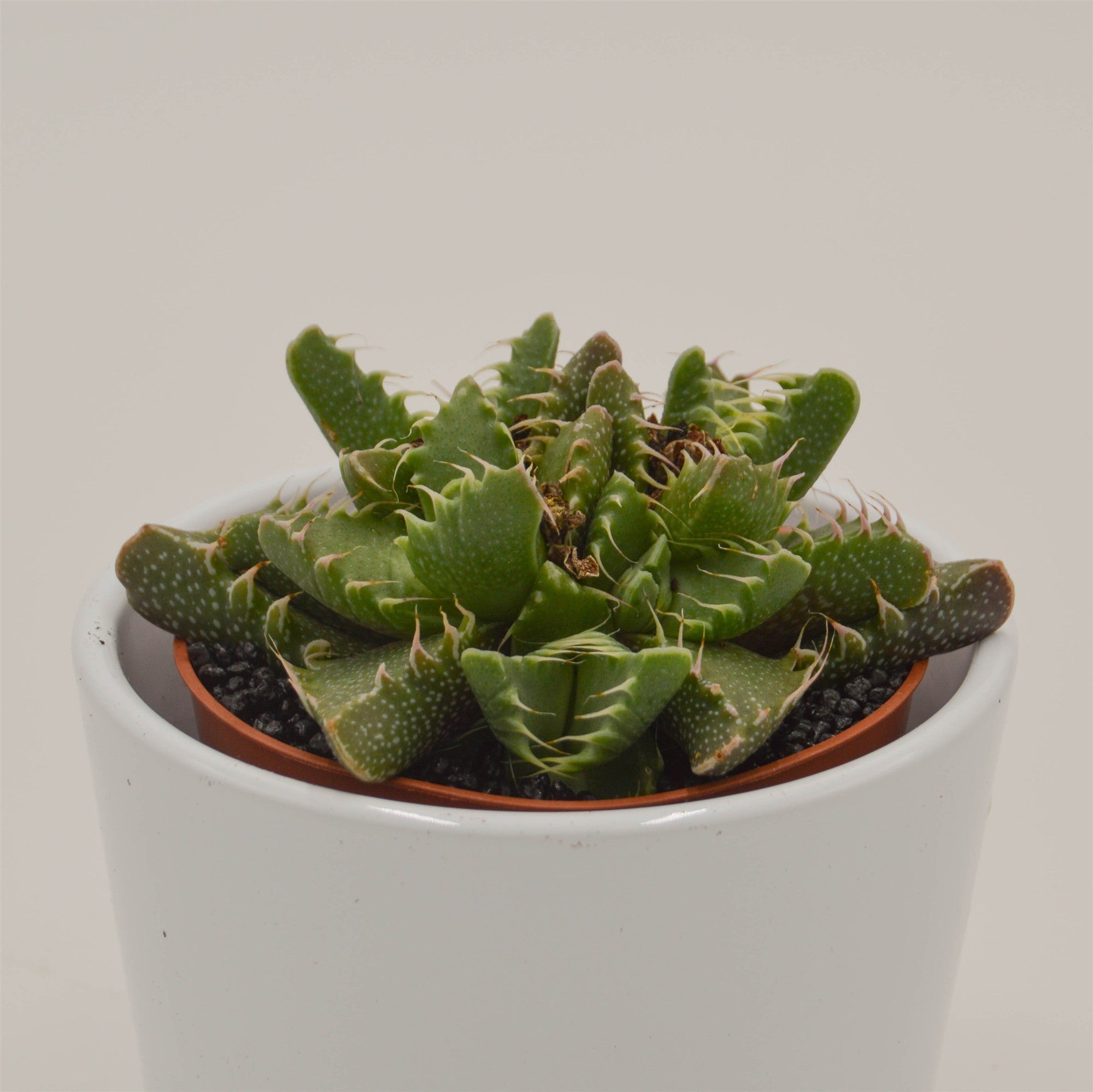 pasiora-faucaria-monster-sukkulente-8-5-cm-topf image 2