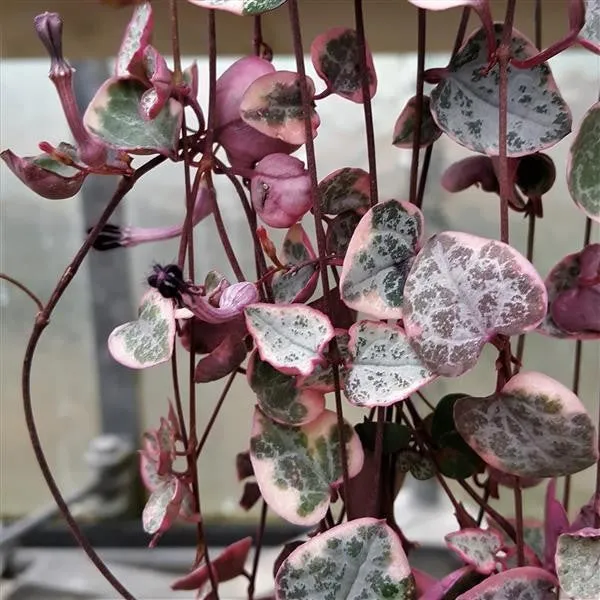 pasiora-ceropegia-woodii-f-variegata-h-ngepflanze-8-cm-topf image 1