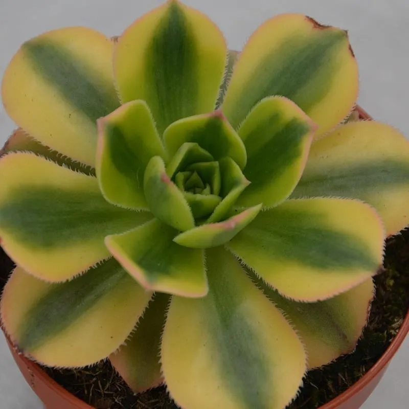 pasiora-aeonium-decorum-sunburst-sukkulente-8-5-cm-topf image 1