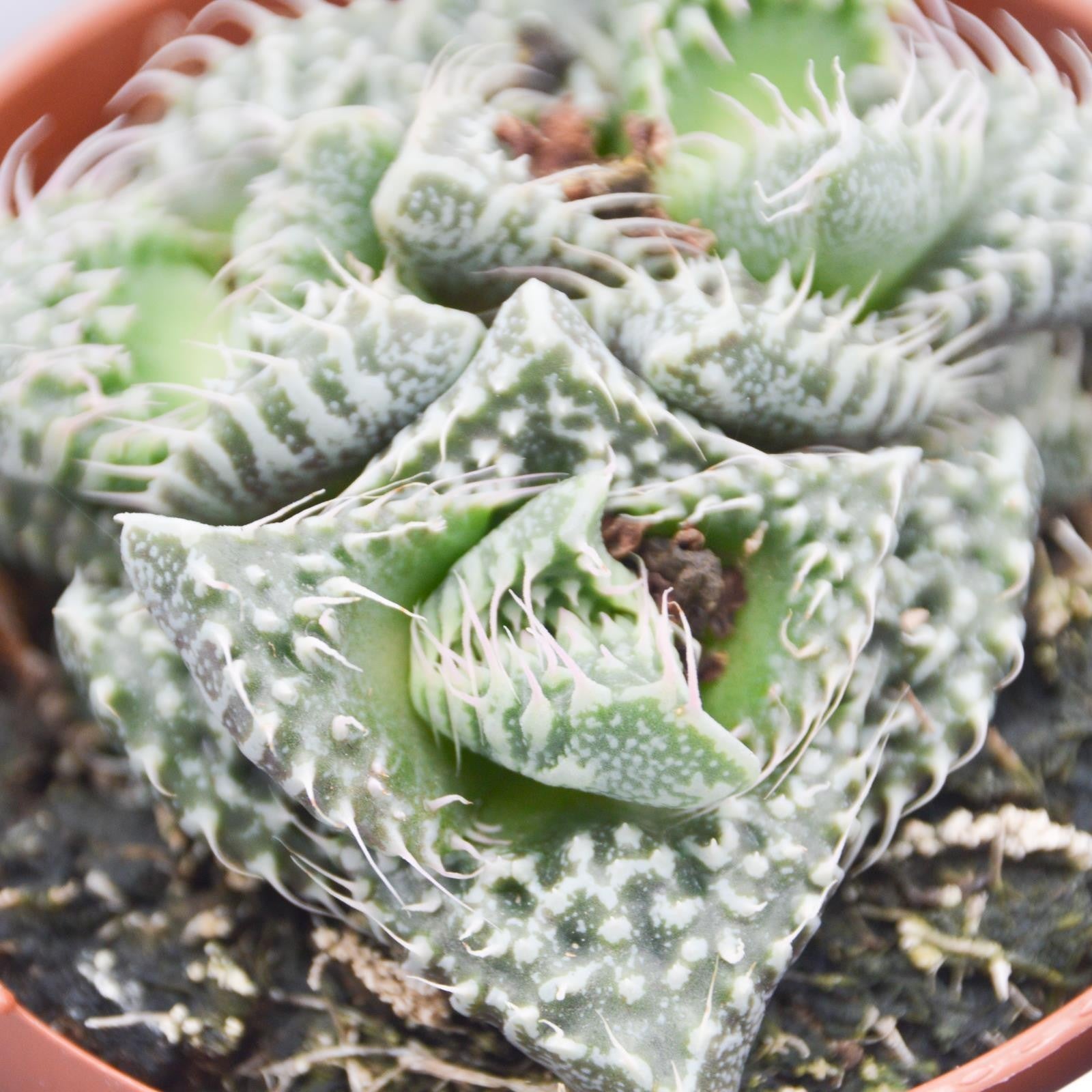 pasiora-faucaria-monster-sukkulente-8-5-cm-topf image 5