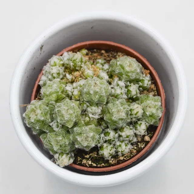 pasiora-anacampseros-retusa-filamentosa-sukkulente-5-5-cm-topf image 1