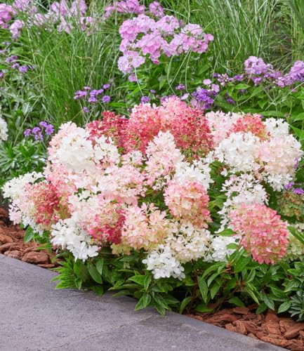 baldur-garten-niedrige-hortensie-groundbreaker-pflanze-im-14-cm-topf image 6