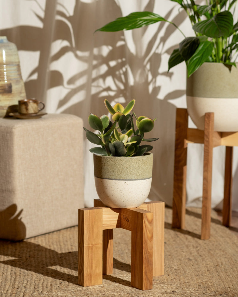 feey-geldbaum-panaschiert-crassula-ovata-topf-14 image 4