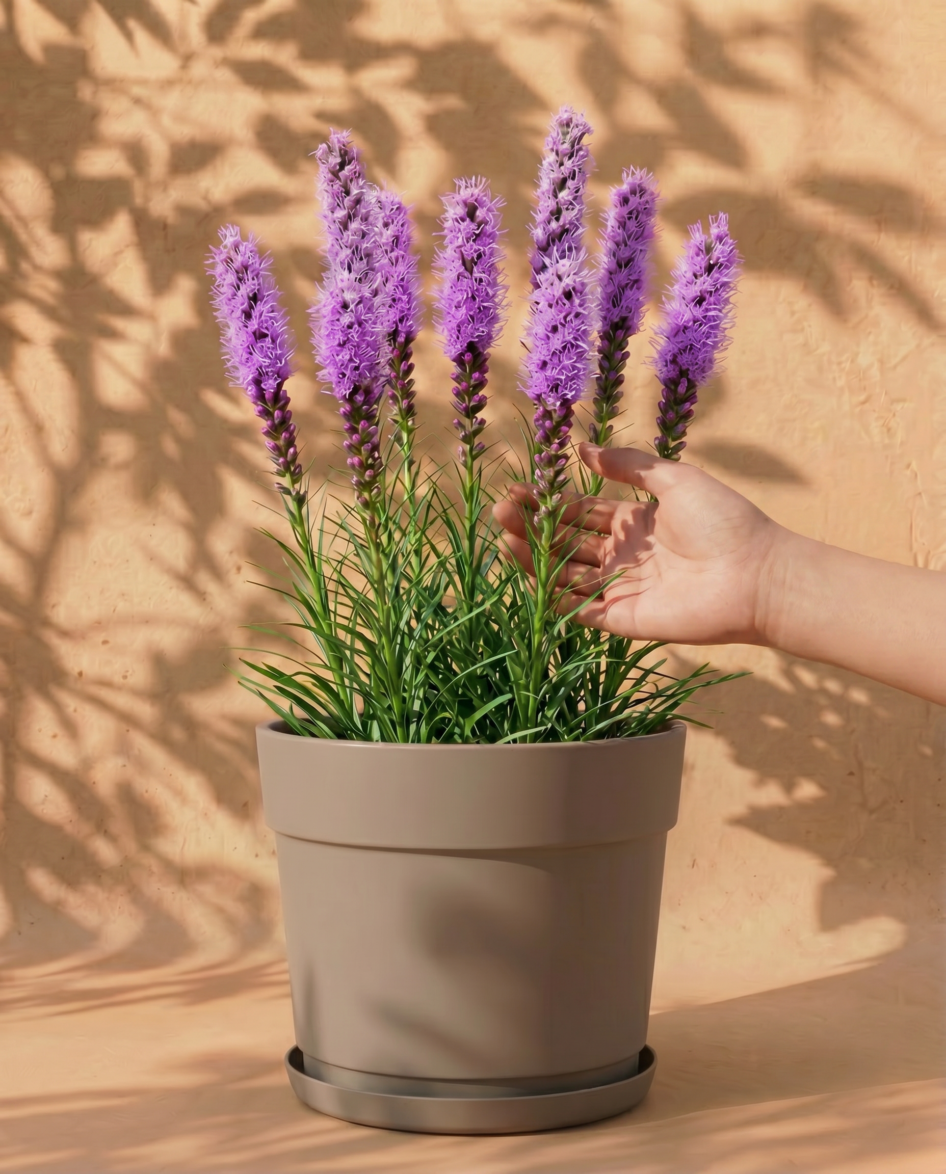 feey-prachtscharte-violett-liatris-spicata-knollen image 1